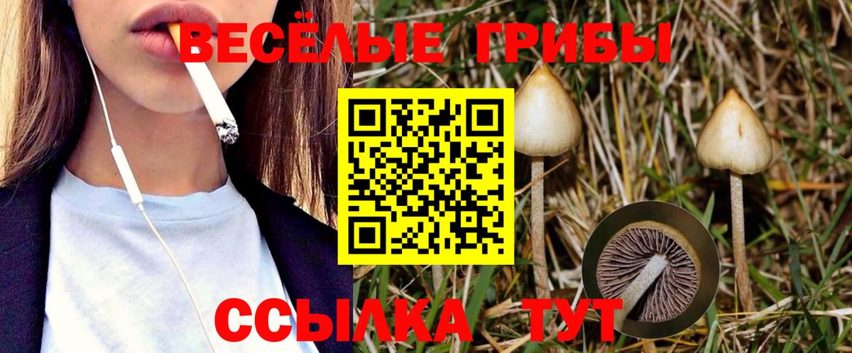 Псилоцибиновые грибы Cubensis Михайловск